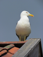 Larus fuscus