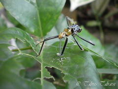 Reduviidae