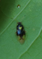 Tropidosteptes