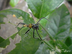 Reduviidae