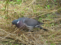 Columba palumbus