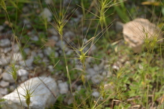 Aegilops triuncialis