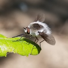 Bombylius incanus