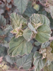 Boerhavia