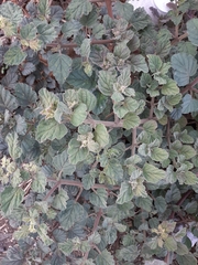 Boerhavia