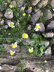 Matricaria