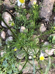 Matricaria