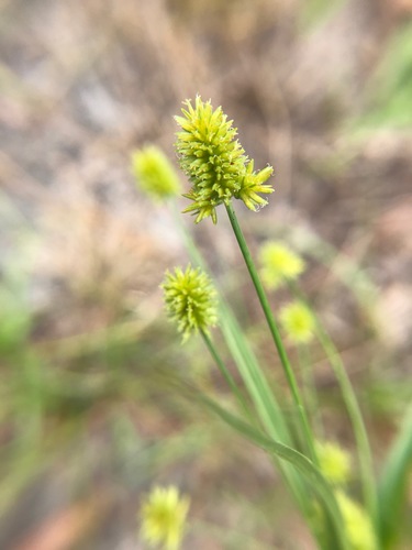 Image of Cyperus nashii by no rights reserved