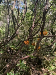Lilium humboldtii