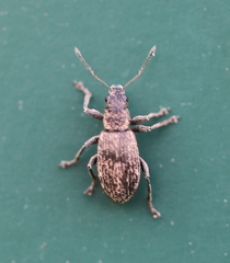 Polydrusus inustus