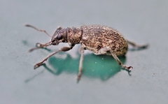 Polydrusus inustus