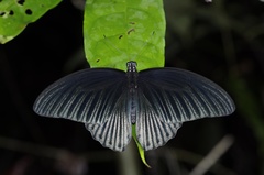 Papilio memnon memnon
