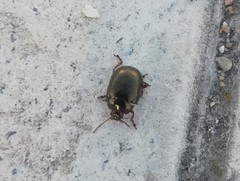 Chrysolina bankii