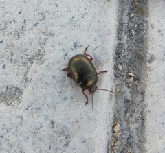 Chrysolina bankii