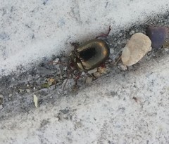 Chrysolina bankii