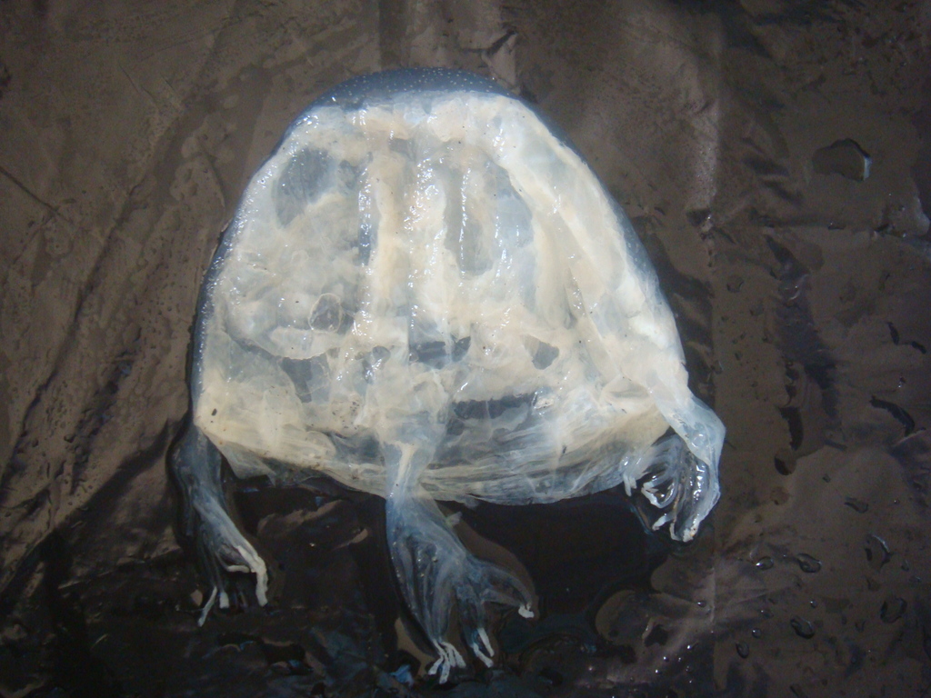 Fourhanded Box Jelly (Jellyfish of the Cape Fear Region, NC) · iNaturalist