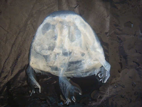 Chiropsalmus quadrumanus
