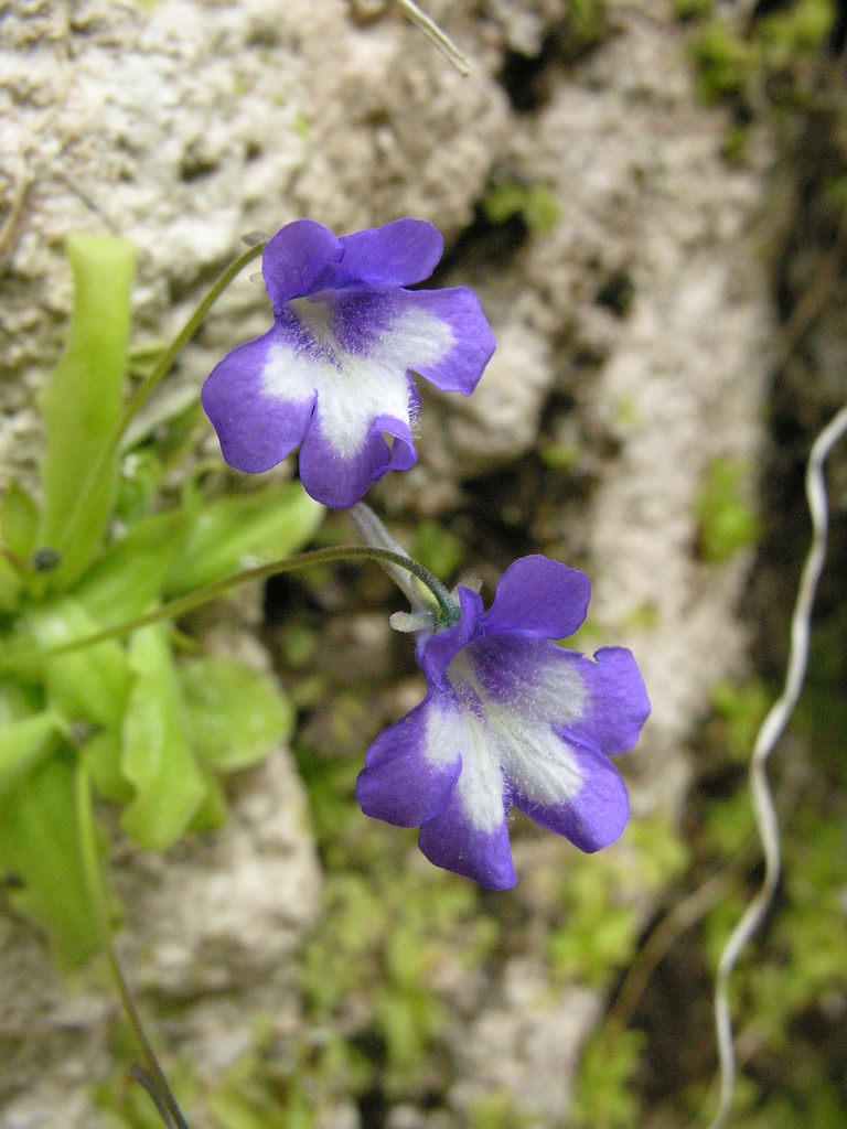 Pinguicula reichenbachiana