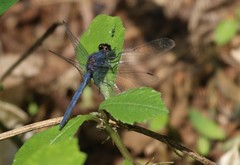 Trithemis furva