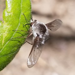 Bombylius incanus