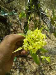 Epidendrum citrosmum
