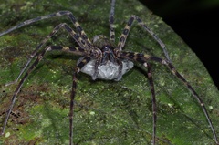 Heteropodinae