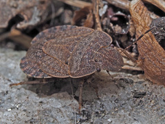 Sciocoris homalonotus