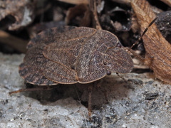 Sciocoris homalonotus