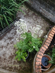 Valeriana officinalis
