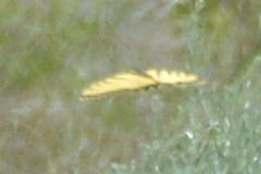 Papilio multicaudata pusillus