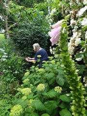 Digitalis purpurea