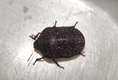 Psacasta exanthematica