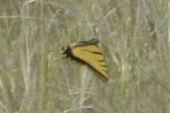 Papilio multicaudata pusillus
