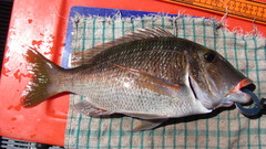 Lethrinus atkinsoni