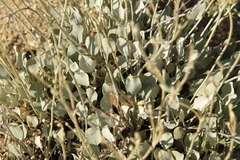 Eriogonum strictum