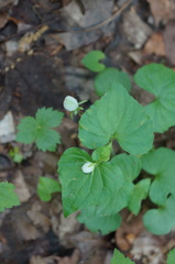 Viola pubescens