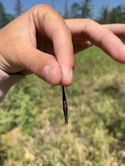 Somatochlora kennedyi