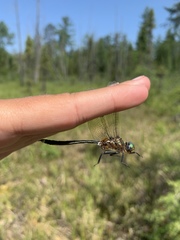 Somatochlora kennedyi