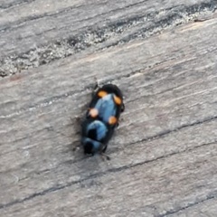 Glischrochilus hortensis