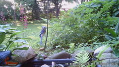 Cyanocitta cristata bromia