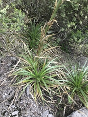 Eryngium proteiflorum