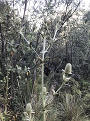 Eryngium proteiflorum
