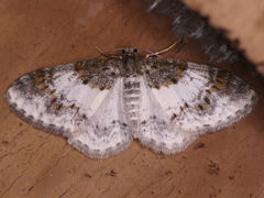 Hydrelia condensata