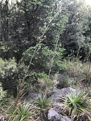 Eryngium proteiflorum