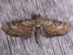 Eupithecia anticaria