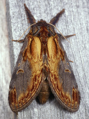 Notodonta scitipennis