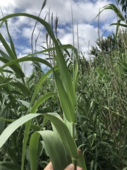 Pfahlrohr (Arundo donax): Herkunft und Verwendung — Foto 3