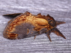 Notodonta scitipennis