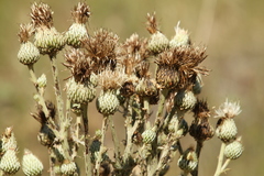 Cirsium cymosum canovirens