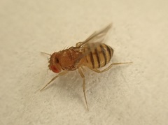 Sophophora